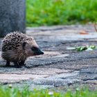 Junger Igel auf Tagespirsch