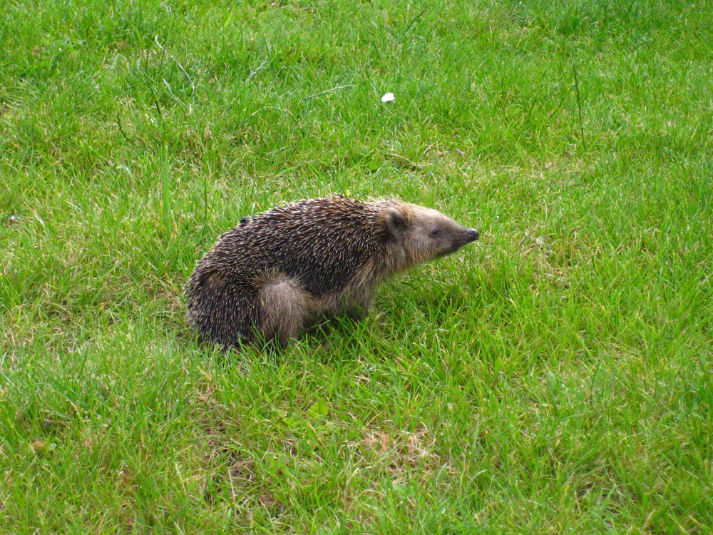 junger igel beim scheißen.....