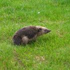 junger igel beim scheißen.....