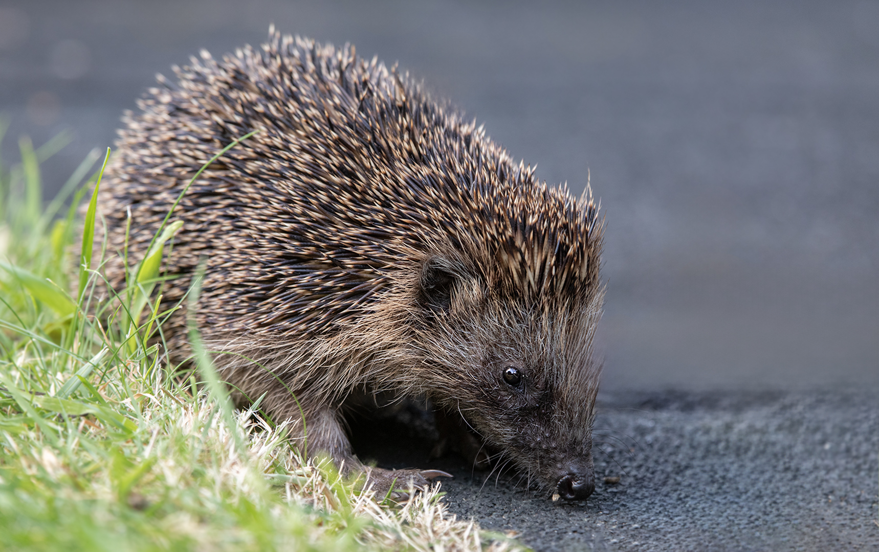 Junger Igel