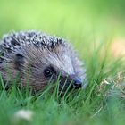 Junger Igel erkundet das Revier