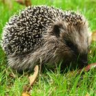 junger Igel