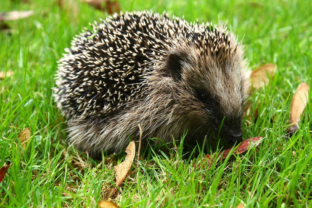 junger Igel