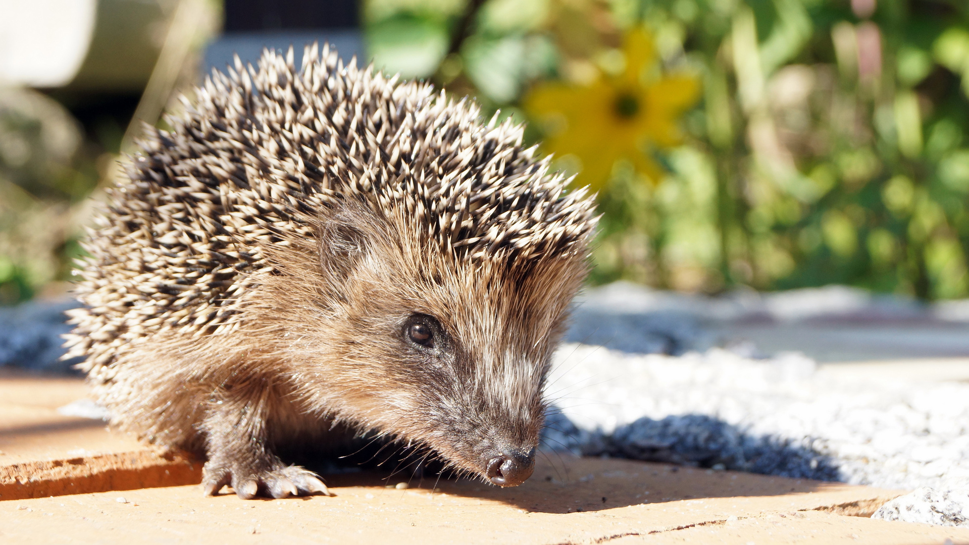 Junger Igel