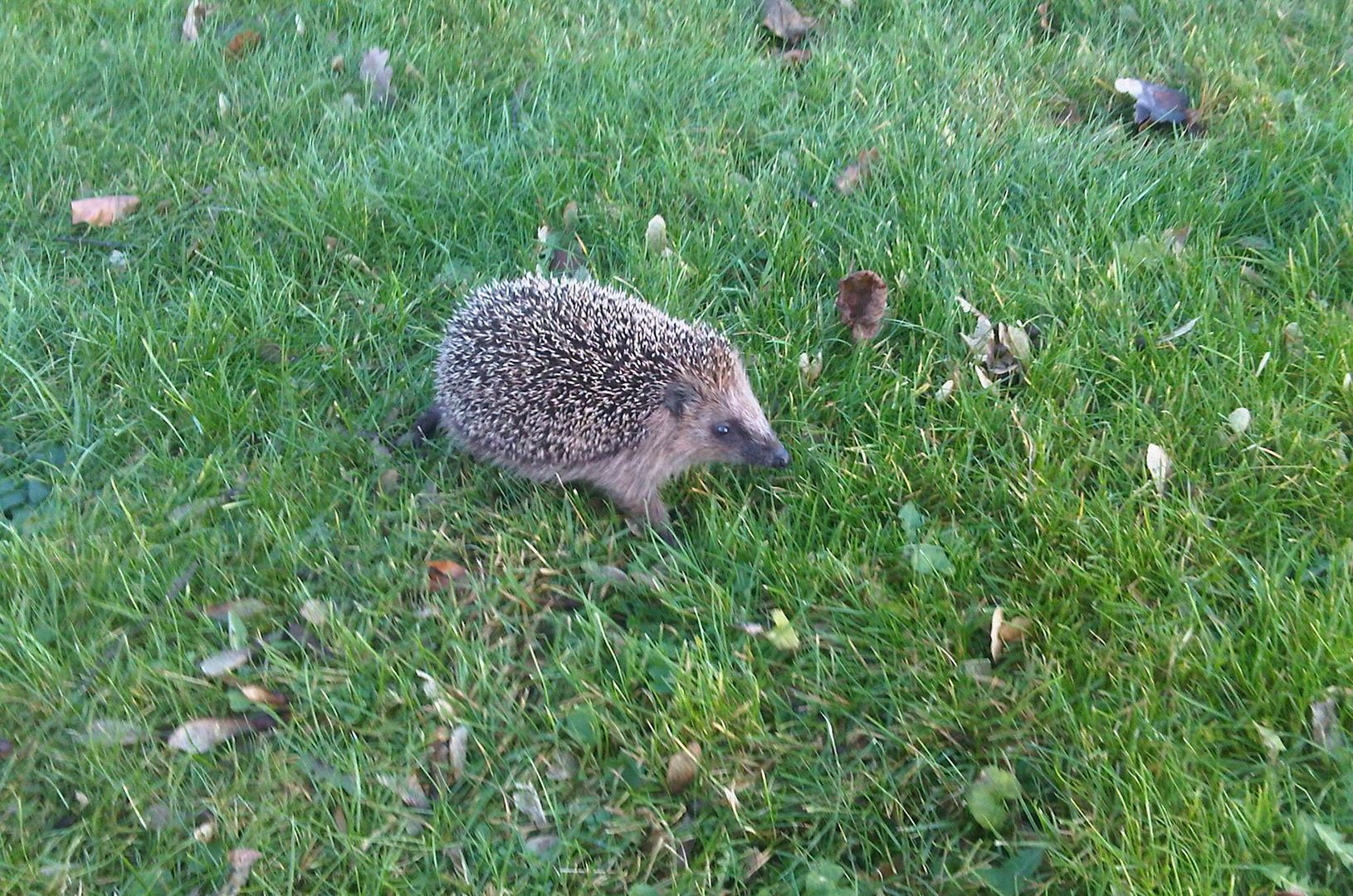 Junger Igel im Garten Ende Dezember 2013