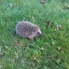 Junger Igel im Garten Ende Dezember 2013