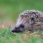 Junger Igel im September