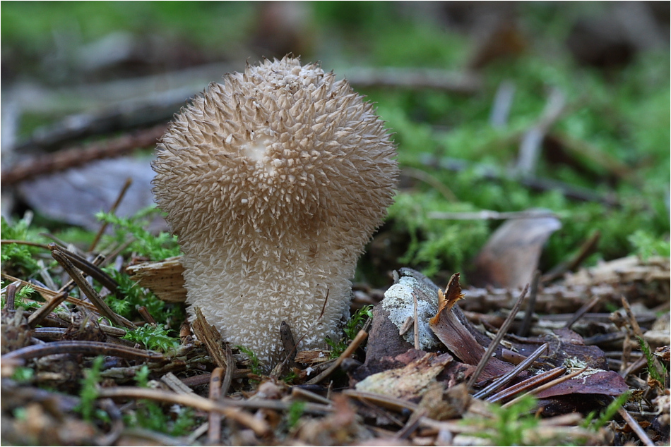 Junger Igel-Stäubling