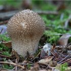 Junger Igel-Stäubling