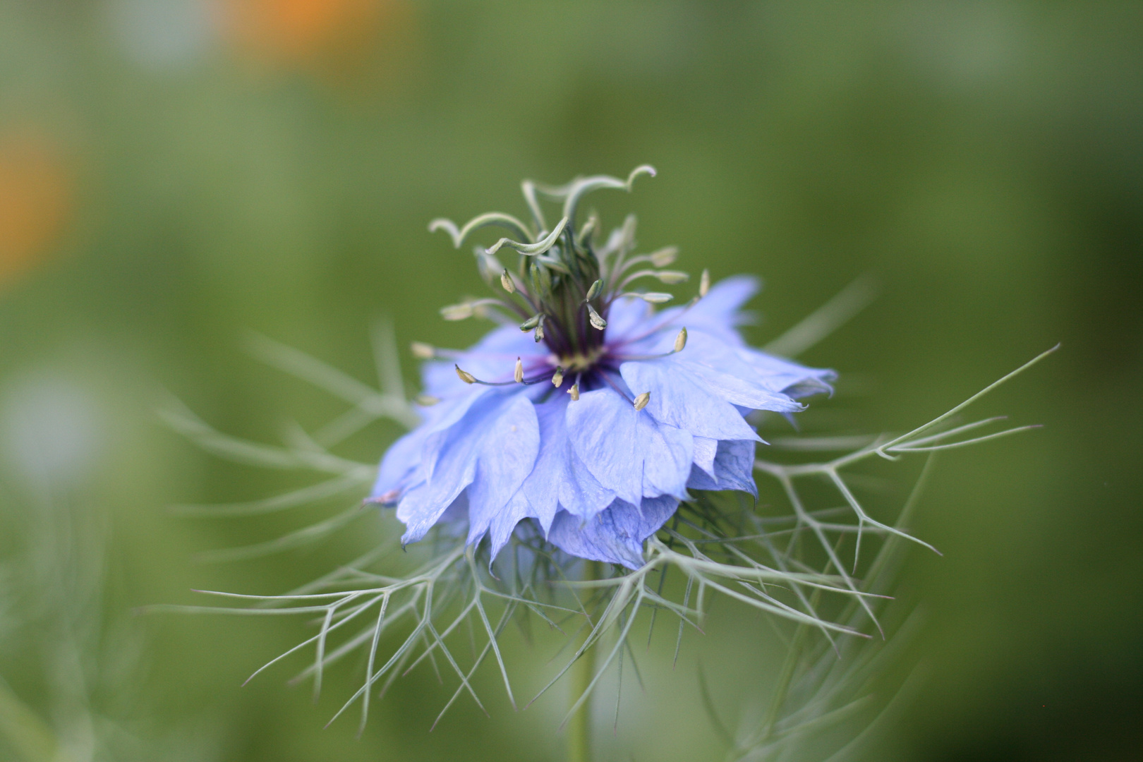 Junger im Grünen - love-in-a-mist