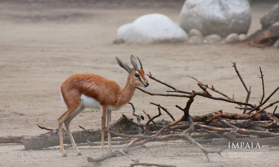 Junger Impala Bock