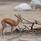 Junger Impala Bock