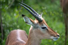 Junger Impalabock