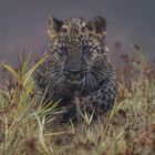 junger indischer Leopard ...