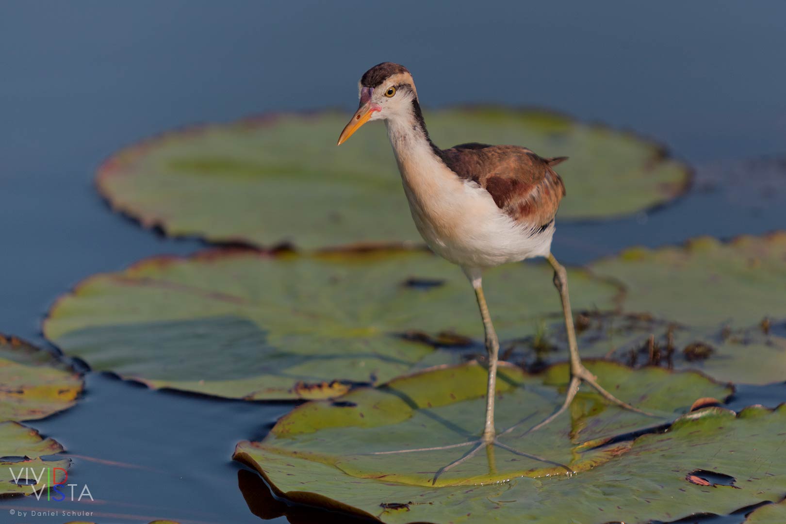 Junger Jacana