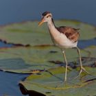 Junger Jacana