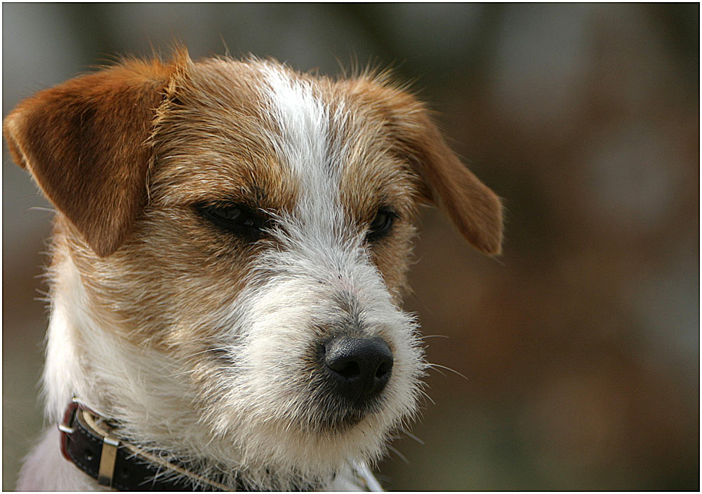 Junger Jack Russel Terrier...