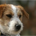 Junger Jack Russel Terrier...