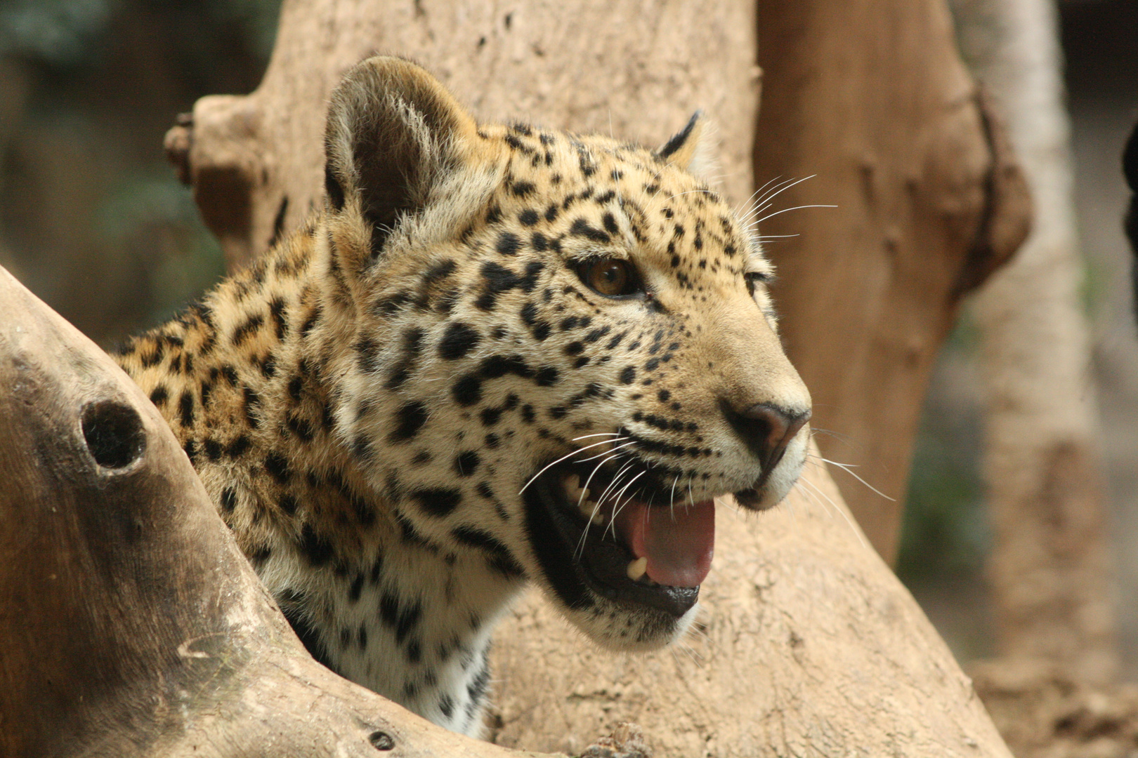 Junger Jaguar aus dem Loro Park Teneriffa