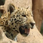 Junger Jaguar aus dem Loro Park Teneriffa