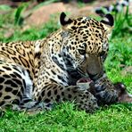 Junger Jaguar - Zoo Krefeld
