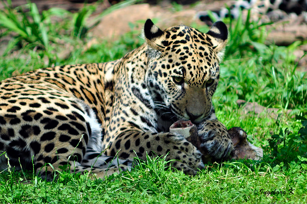 Junger Jaguar - Zoo Krefeld