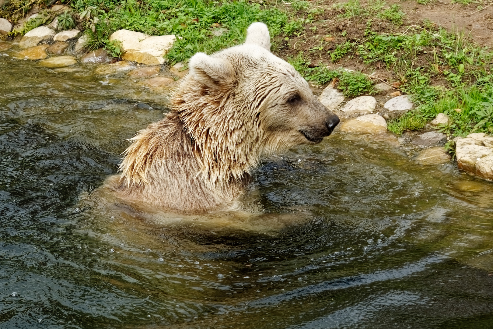 junger junger Syrischer Braunbär