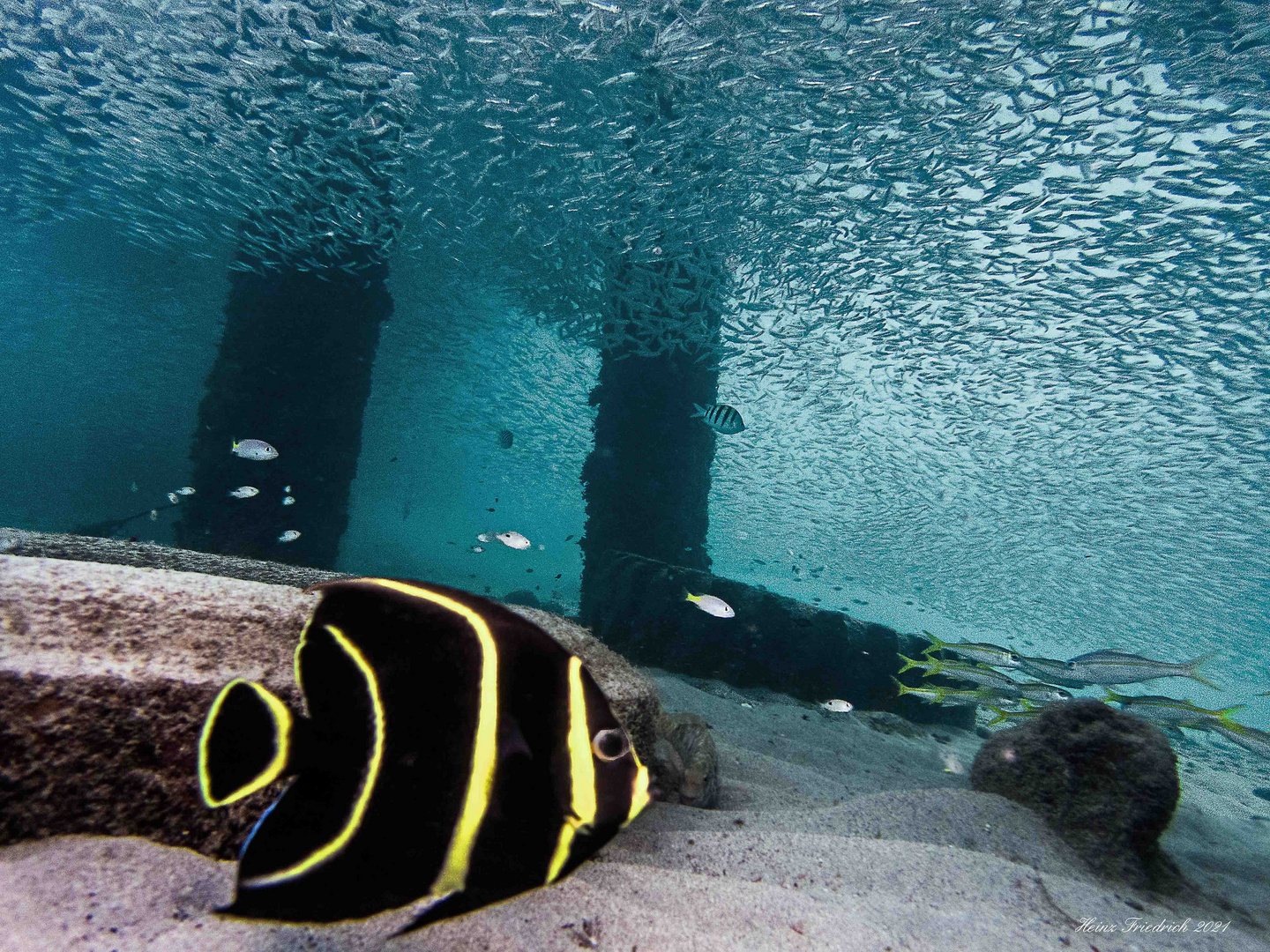 Junger Kaiserfisch unterm Schwarm