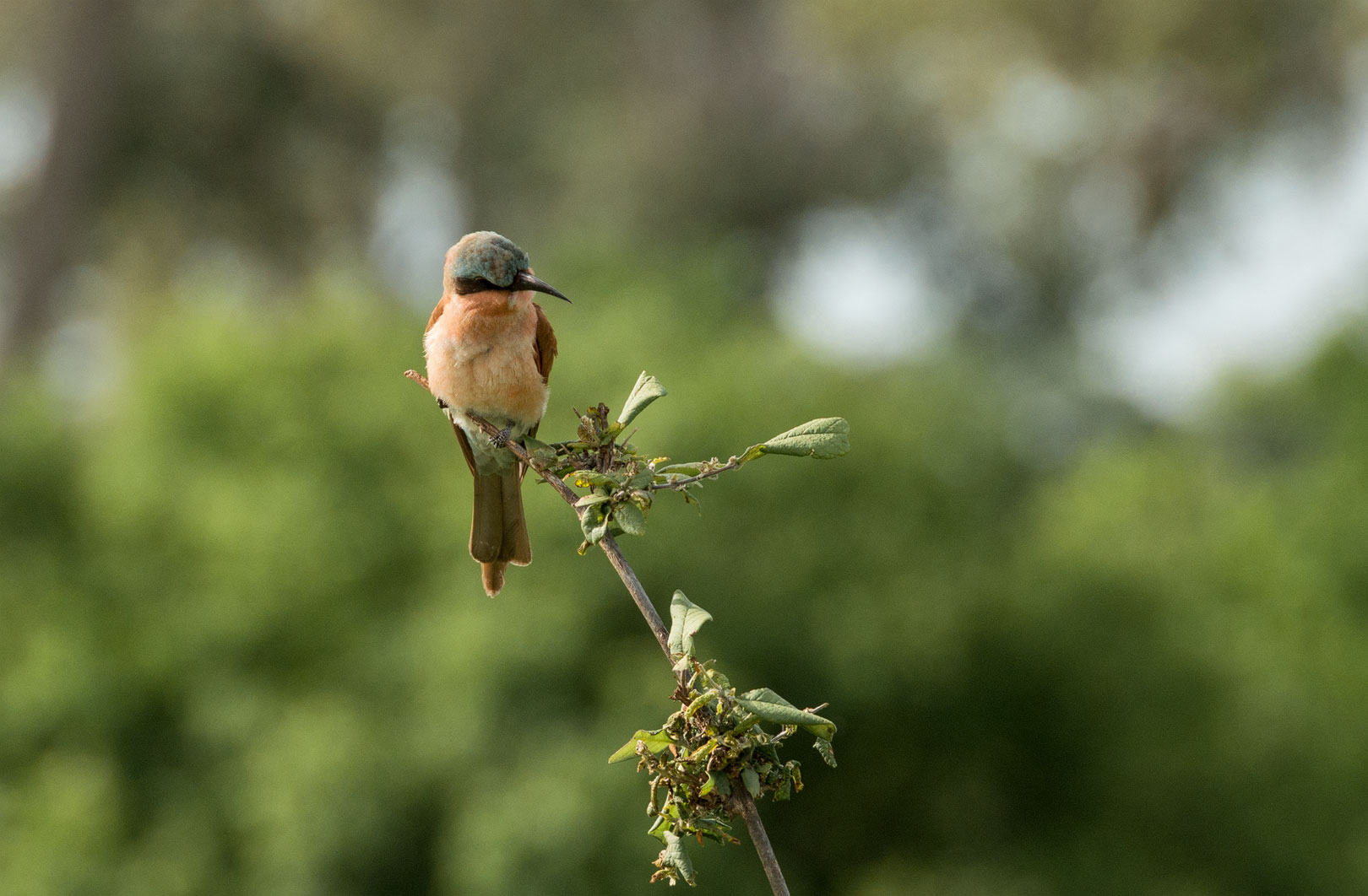 junger Karminspint - Carmine Bee-Eater