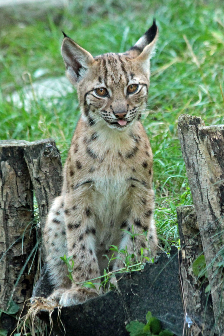 Junger Karpatenluchs