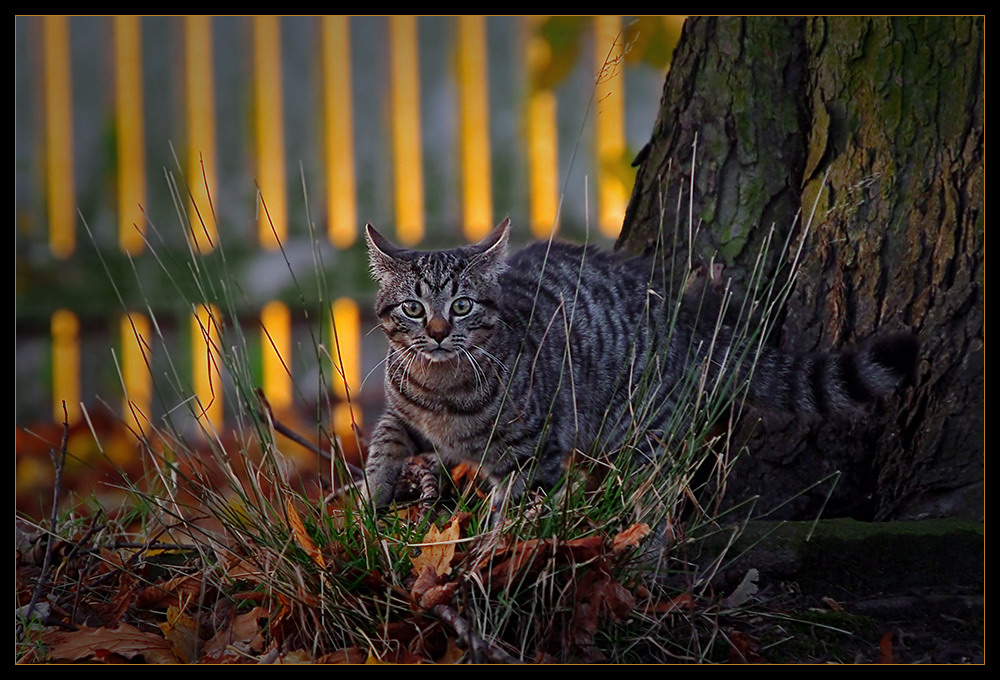 Junger Kater im Herbstlicht