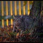 Junger Kater im Herbstlicht