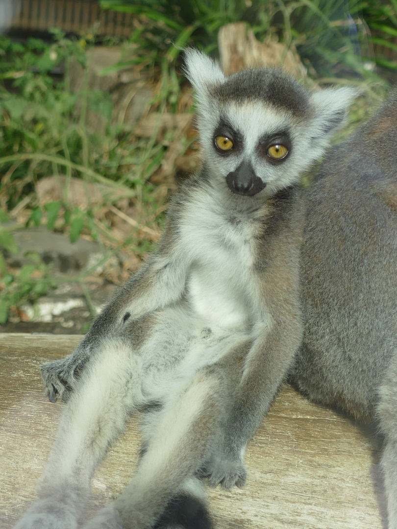 junger Katta im Duisburger Zoo 