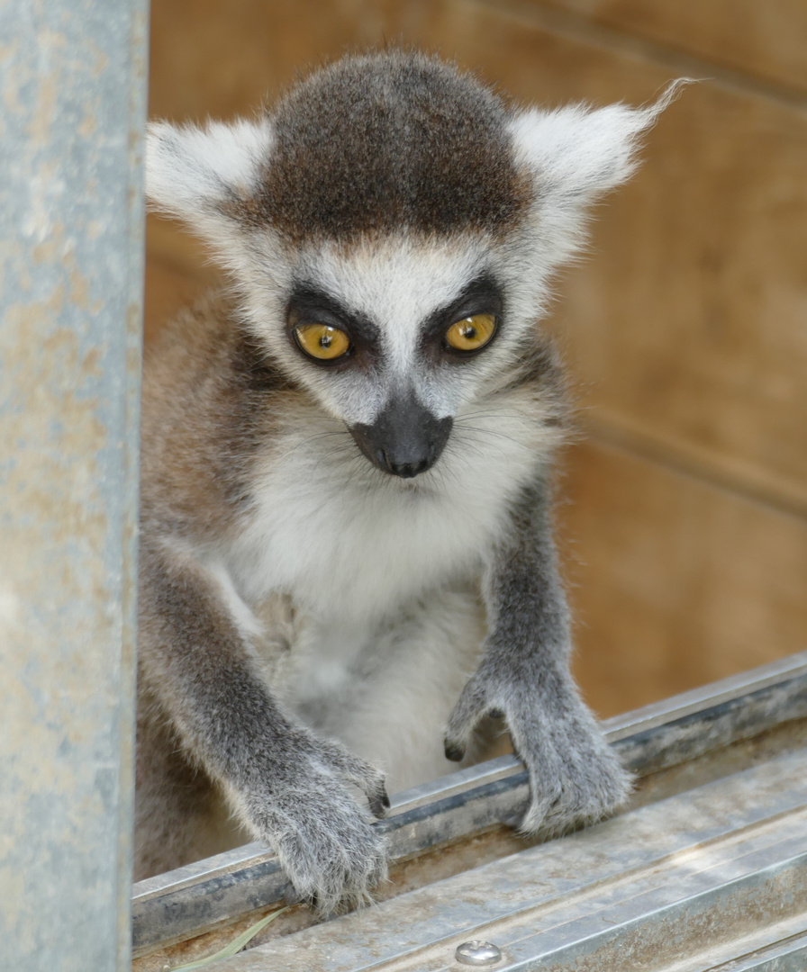 Junger Katta im Duisburger Zoo