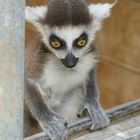 Junger Katta im Duisburger Zoo