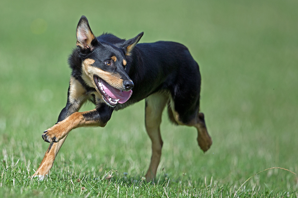 Junger Kelpie im Einsatz