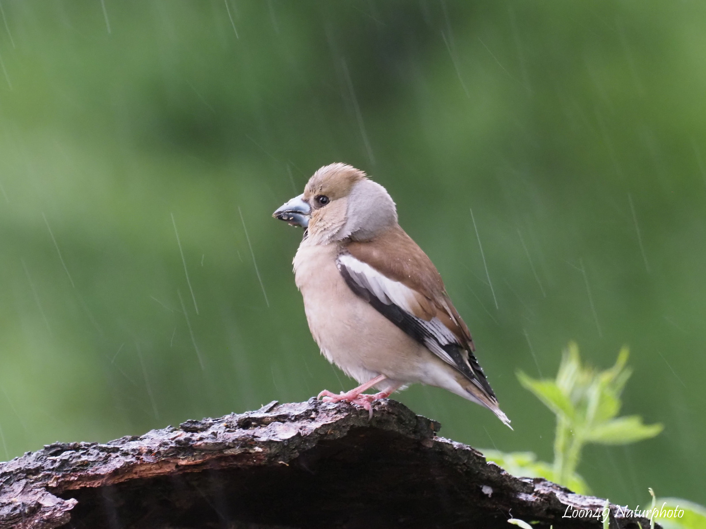 Junger Kernbeisser im Regen