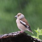 Junger Kernbeisser im Regen