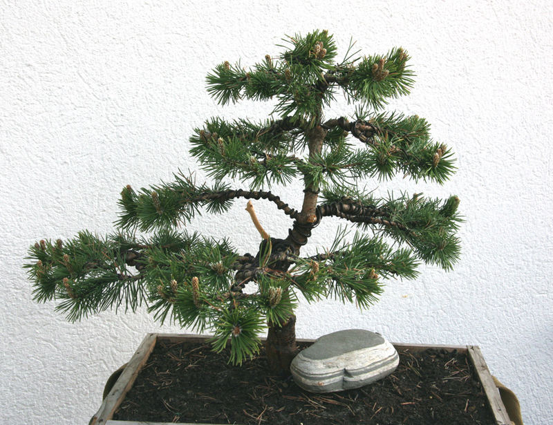 Junger Kiefer Bonsai