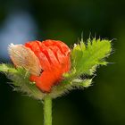 Junger Klatschmohn