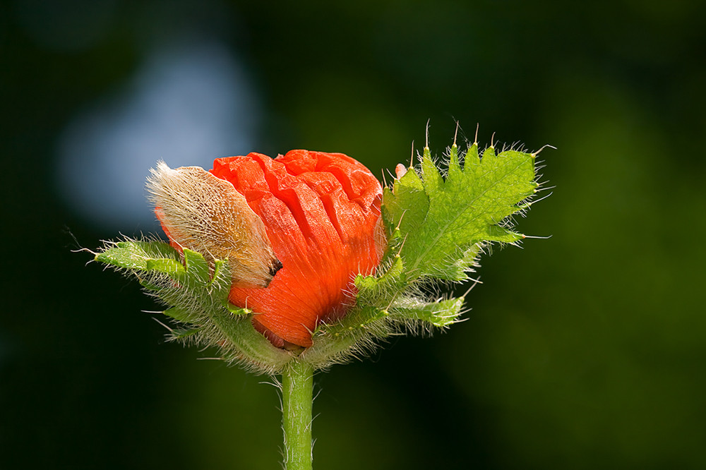 Junger Klatschmohn