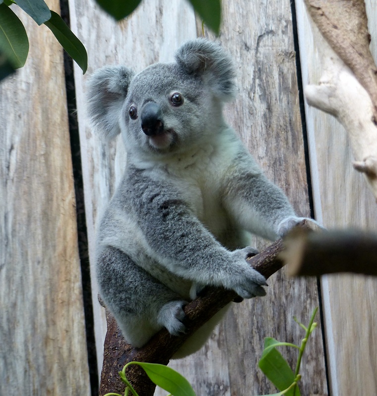 Junger Koala-Bär....