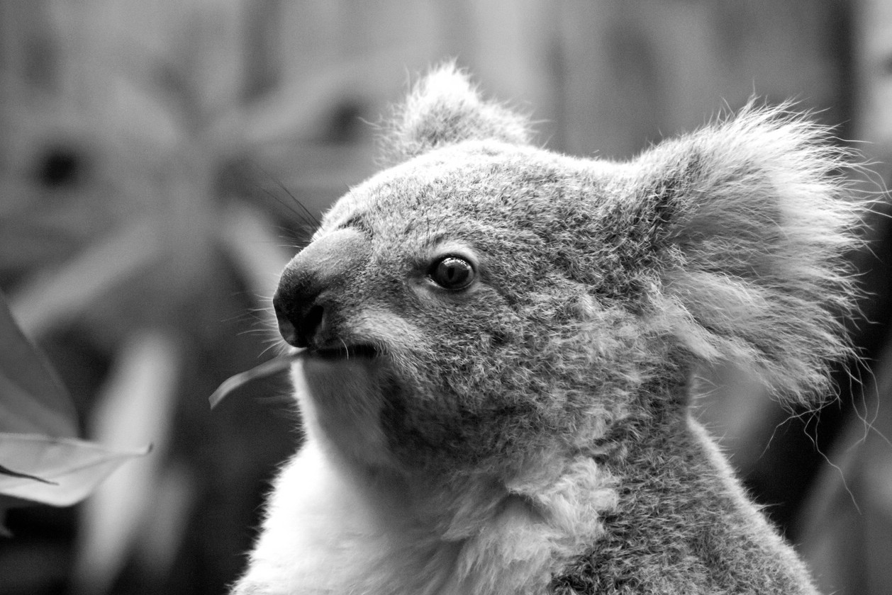 Junger Koala