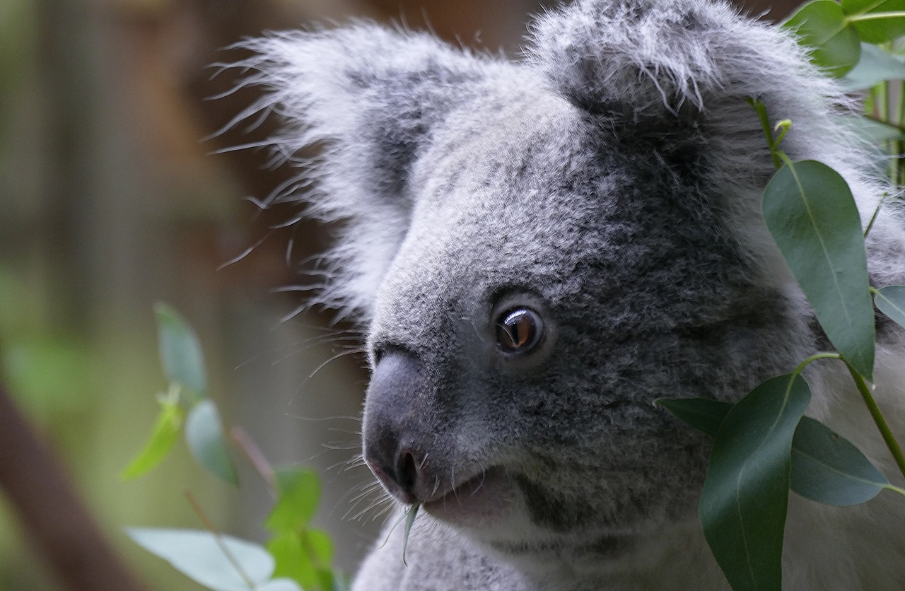Junger Koalabär