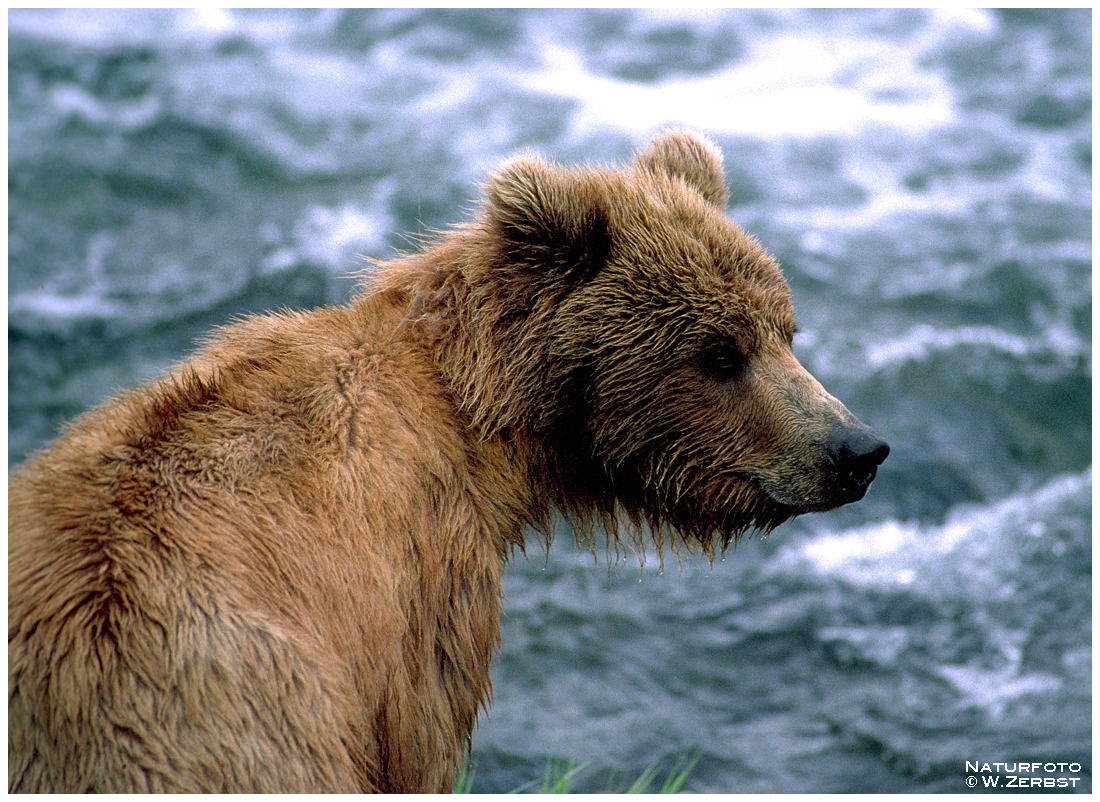 - Junger Kodiak Bär - ( Ursus artctos )