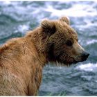- Junger Kodiak Bär - ( Ursus artctos )