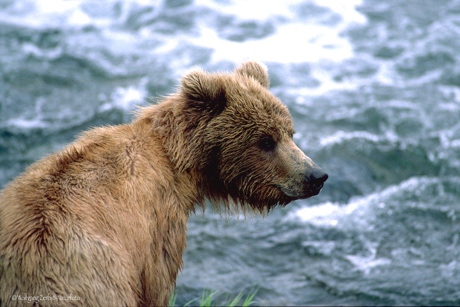 ----Junger Kodikbär am Brooks-River Alaska---