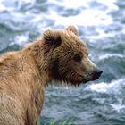 ----Junger Kodikbär am Brooks-River Alaska---
