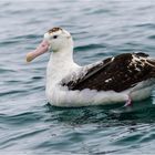 Junger Königsalbatros Südinsel Neuseeland