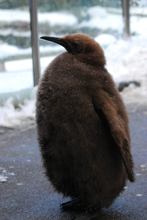 junger Königspinguin